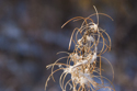 Fireweed seed head